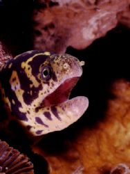 This image of a Chain Moray Eel was taken in Cozumel last... by Steven Anderson 